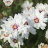 Catananche Alba